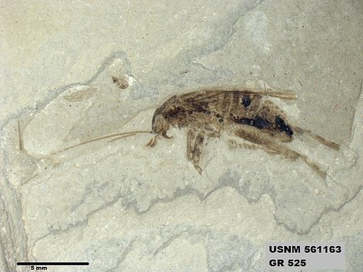 Pronemobius tertiarius