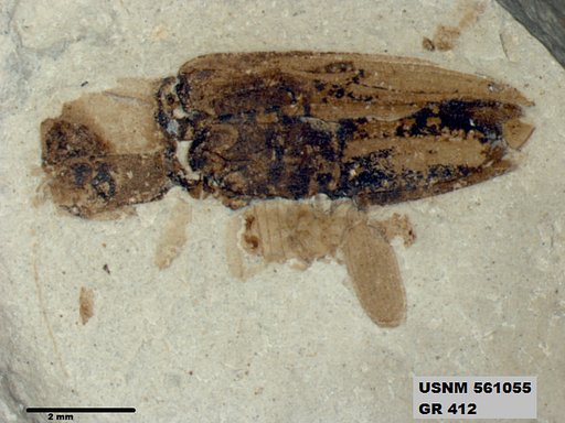 Genus sp