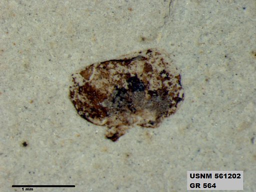 Insecta