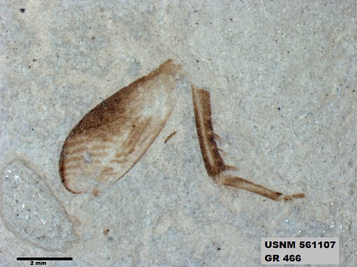 Genus sp