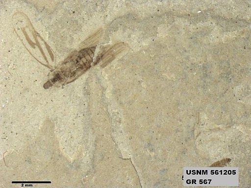 Genus sp