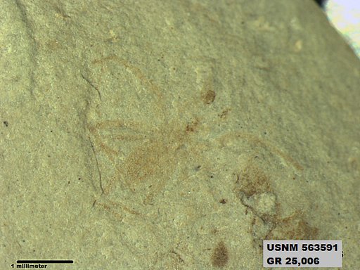 Genus sp