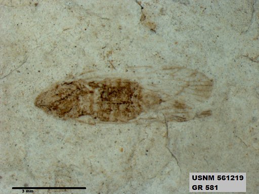 Genus sp