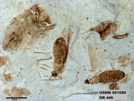 Genus sp