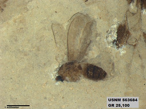 Genus sp