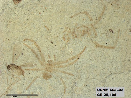 Genus sp