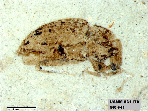Insecta
