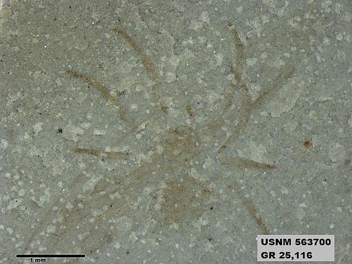 Insecta