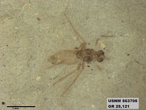 Insecta