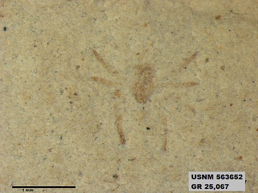Insecta