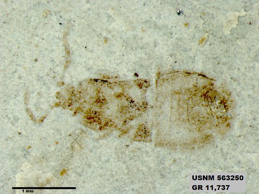 Insecta
