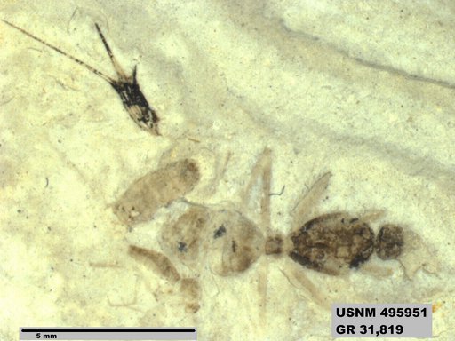 Eoformica pinguis