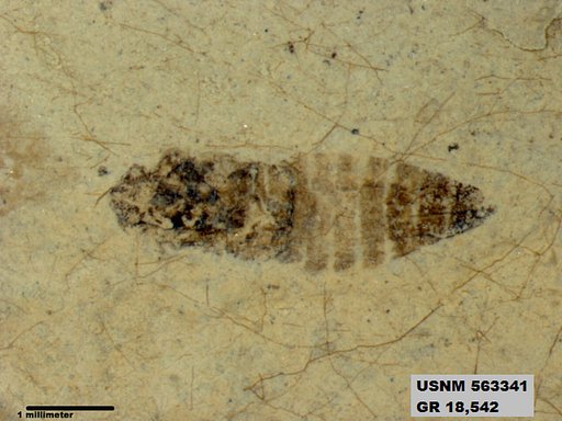 Insecta