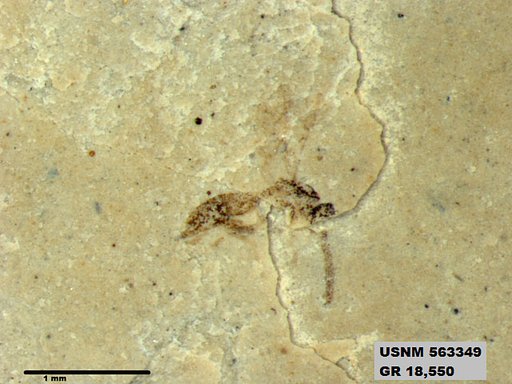 Insecta