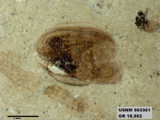 Insecta