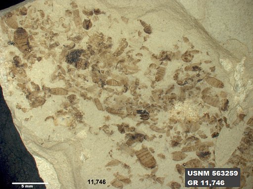Insecta