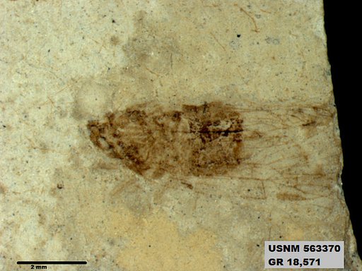 Genus sp