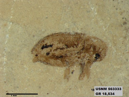 Genus sp