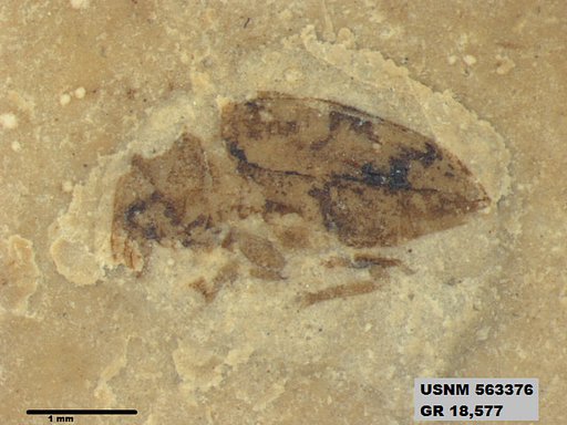 Insecta