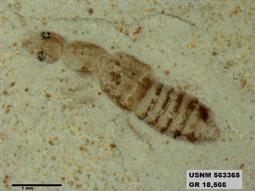 Genus sp