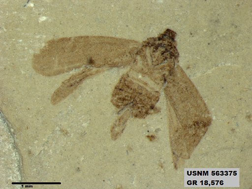 Genus sp