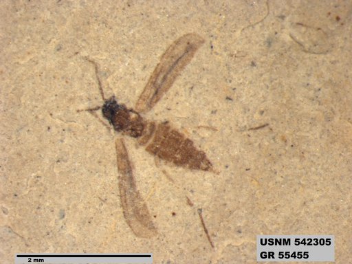 Genus sp