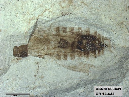 Genus sp