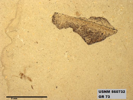 Insecta