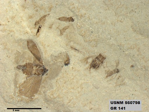 Genus sp