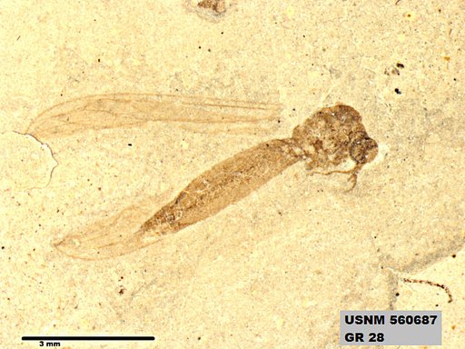 Genus sp