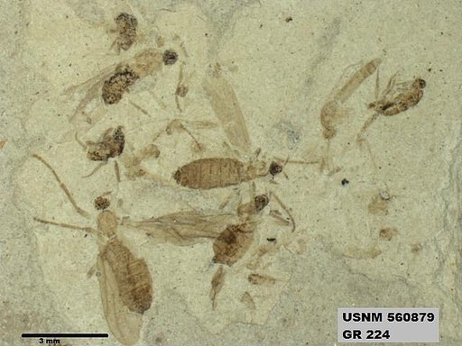 Insecta
