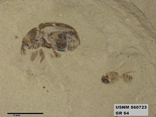 Genus sp