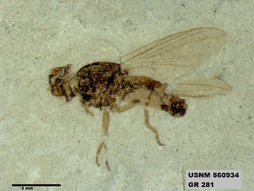 Insecta