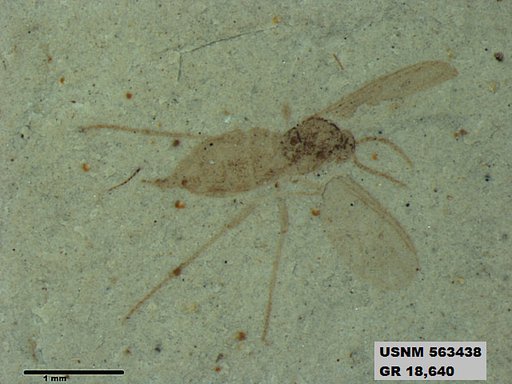 Insecta