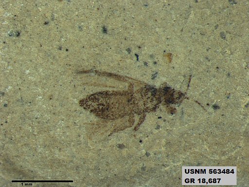 Insecta