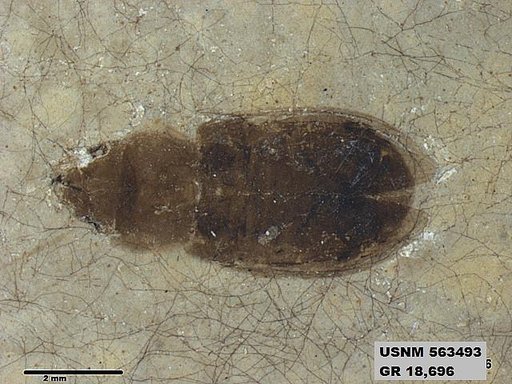 Insecta