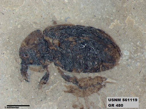 Insecta