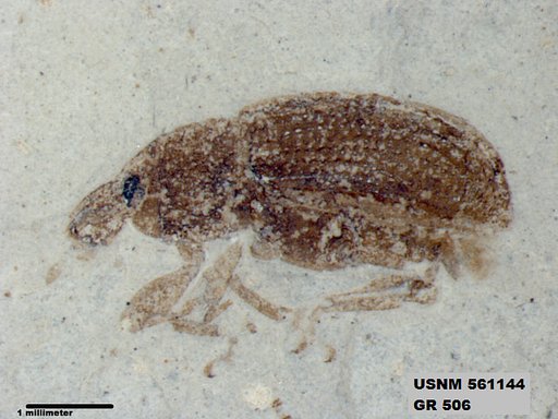 Insecta