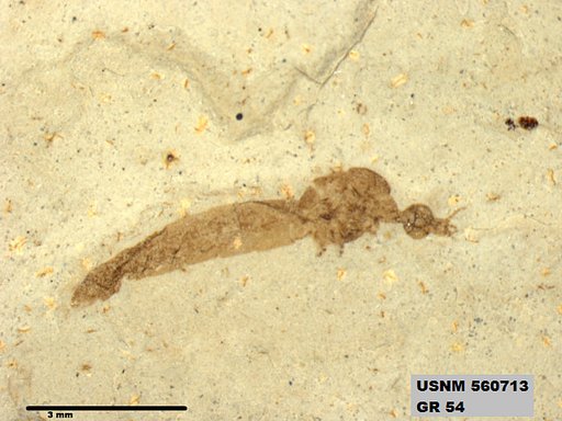 Genus sp