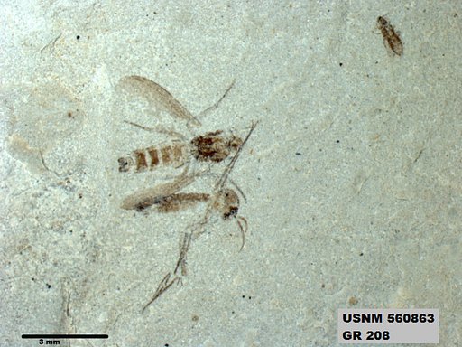 Insecta