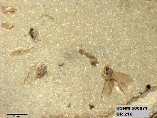 Insecta