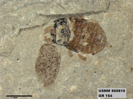 Insecta