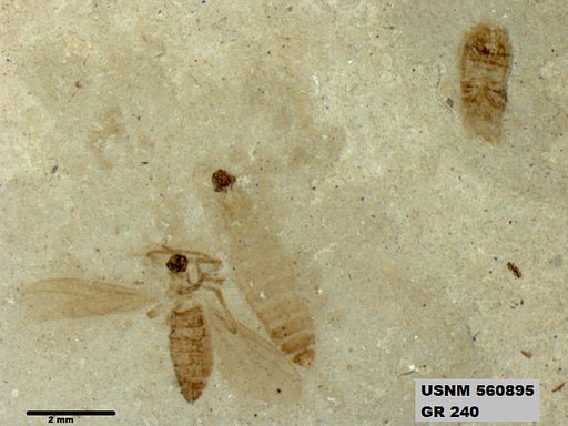 Insecta