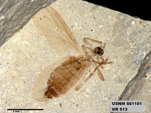 Insecta