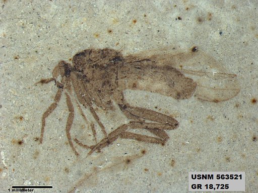 Genus sp