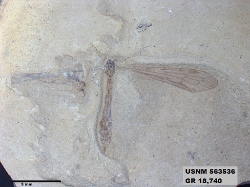 Genus sp