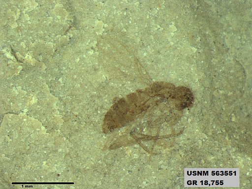 Supella sp