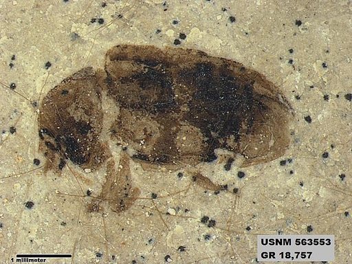 Genus sp