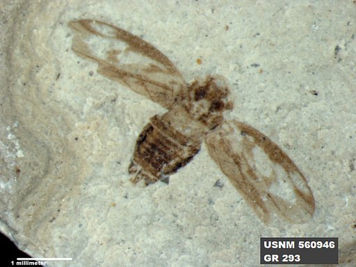 Genus sp
