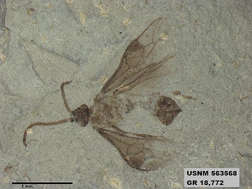 Insecta